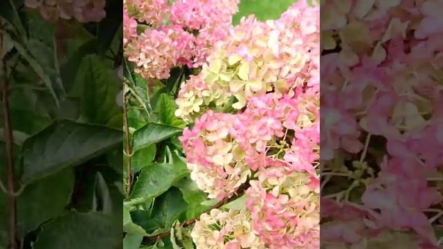Гортензия Фрайз Мелба. смотреть онлайн