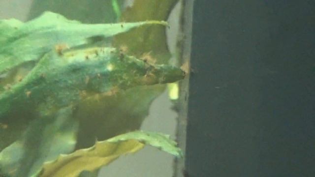 Alga tapizante " La Pellia (Monosolenium tenerum)" смотреть онлайн