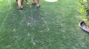 Как правильно песковать газон