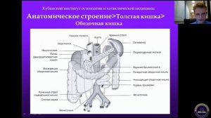 Анатомия толстого и тонкого кишечника