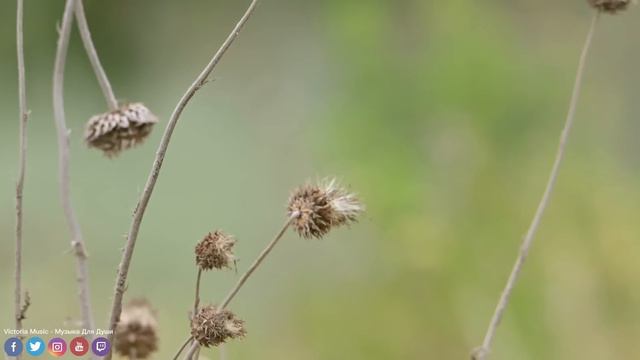 Красивая Мелодия До Слез! Самая красивая мелодия в мире расслабляет нервную систему #Музыка смотреть онлайн
