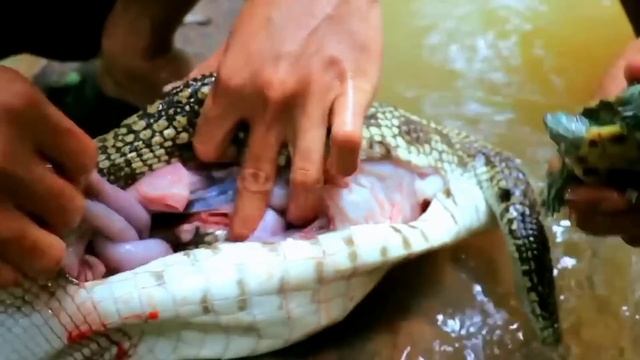 Огромная Анаконда Лопнула Проглотив Гребнистого Крокодила на Глазах у Людей. смотреть онлайн