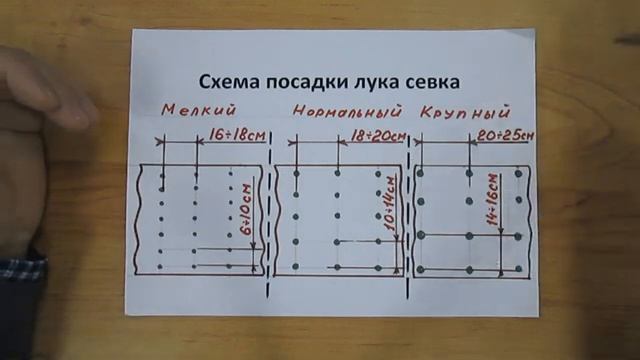 Схема посадки лука севка смотреть онлайн