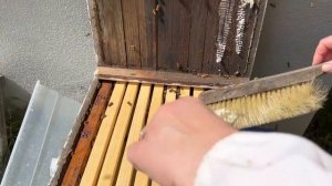 Домашнее Пчеловодство в Америке / Наводим порядок в пчелосемье / Новый рой таскает мёд ведрами;)