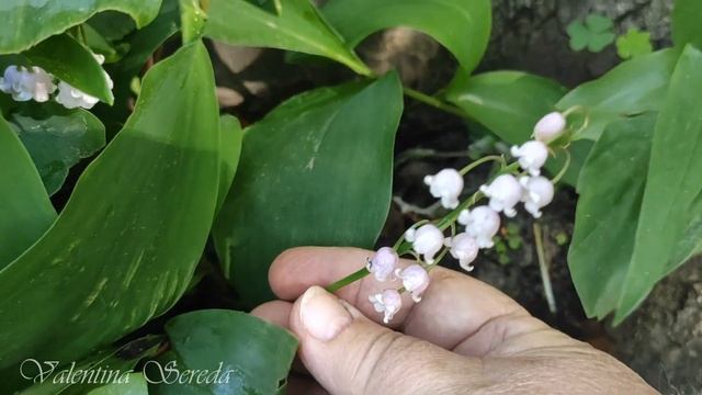РОЗОВЫЕ ЛАНДЫШИ САДОВЫЕ - редкая красота в моем саду (Convallaria Rosea ). Легенда о майском ЛАНДЫШ