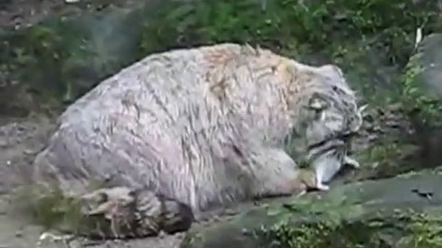 Манул ест мышь смотреть онлайн