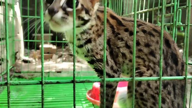 Jungle cat / Asian leopard / Rocky cat asking to leave the cage смотреть онлайн