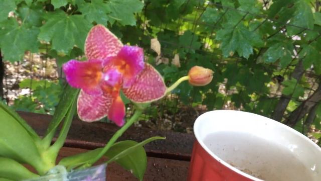 芬芳艳丽的三唇蝴蝶兰 欢乐童话 Phal. Joy Fairytale смотреть онлайн