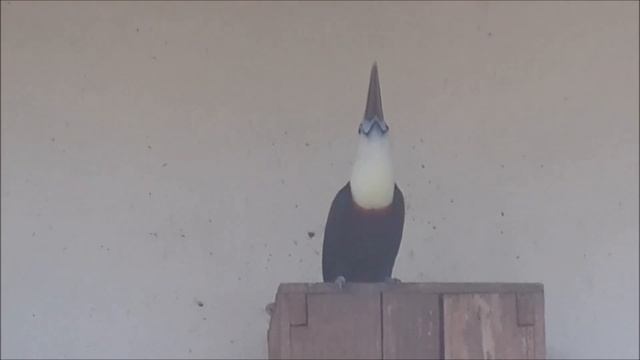 КАК ПОЁТ И ВЫГЛЯДИТ В РЕАЛЬНОЙ ЖИЗНИ ПТИЦА - НОСОРОГ - ЛЕГЕНДА МАЛАЙЗИИ // МАМАЛЫГА ТВ смотреть онлайн