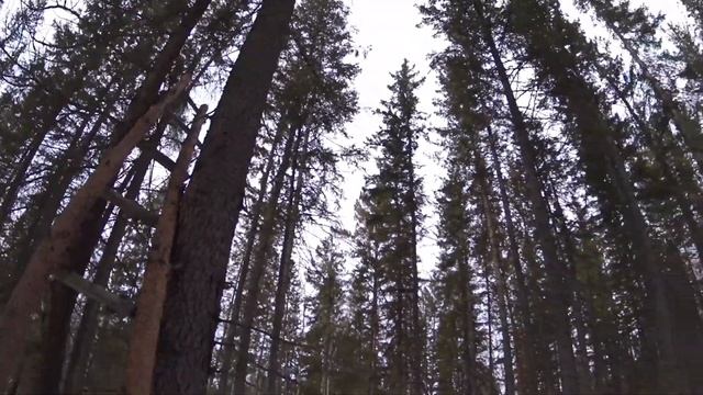 Подготовка к охоте на медведя на приваде смотреть онлайн