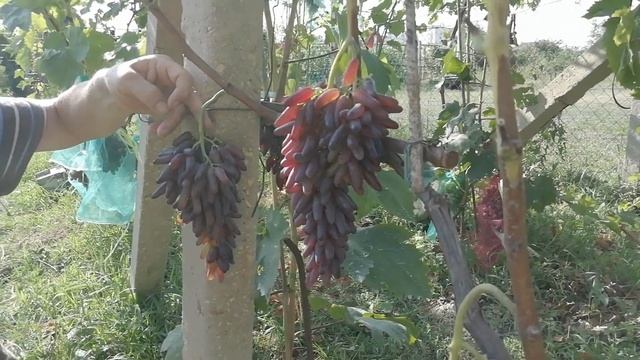 Виноград кишмиш хеллоуин