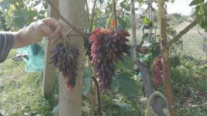 Виноград кишмиш хеллоуин