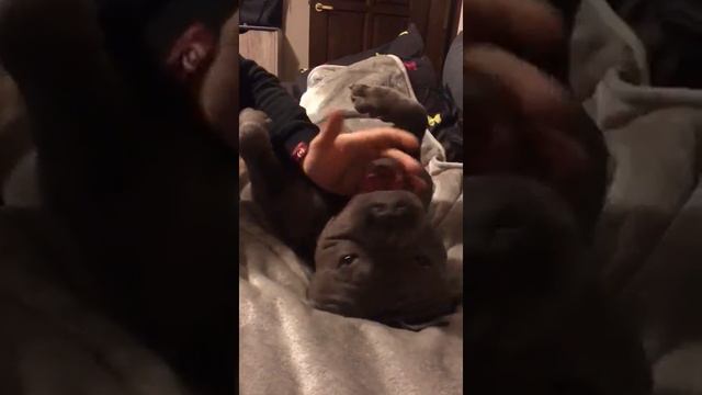 Pitbull speak , Питбуль разговаривает смотреть онлайн