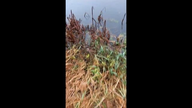 О ловле хариуса и ельца на малой реке в ноябре 2021 г. смотреть онлайн