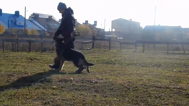 чепрачный кобель смотреть онлайн