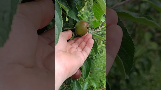 СОРТ ЯБЛОНИ КОВАЛЕНКОВСКОЕ НА Р60 30.06.23 смотреть онлайн