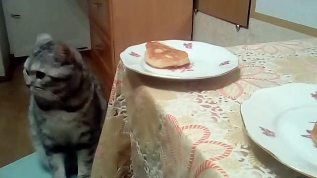 Наглая кошка не ест БЛИНЫ ! смотреть онлайн