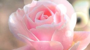 МУЗЫКА ЦВЕТОВ. MUSIC OF FLOWERS  #NelyaAkim  #КрасиваяМузыка