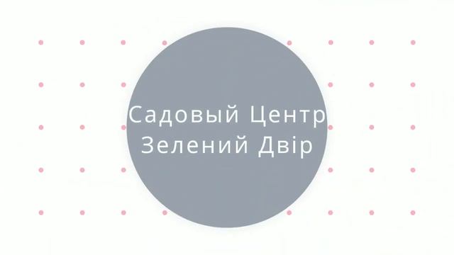 Садовый Центр Зелений Двір - Голубика Pink Lemonade С3 смотреть онлайн