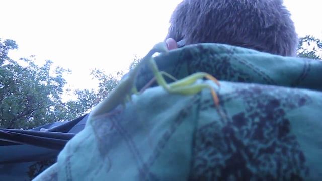 Богомол на Фиоленте Крым 2016