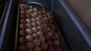 Начало инкубации куриных яиц//Инкубатор БЛИЦ 72, наш отзыв о нем//деревенская жизнь