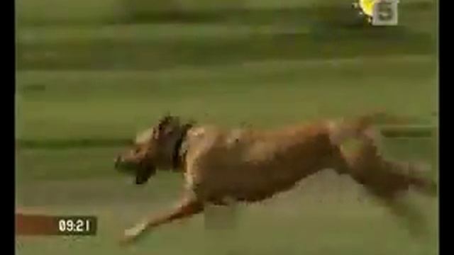 Rhodesian Ridgeback - Родезийский Риджбек смотреть онлайн