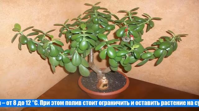 Крассула — домашнее денежное дерево смотреть онлайн