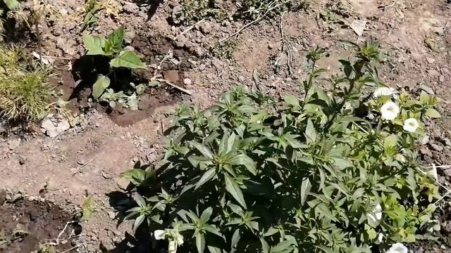 Годеция. Бутоны на годеции при выращивании через рассаду 29 мая 2021 г. ч.10. смотреть онлайн