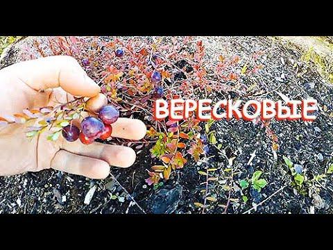 ВЕРЕСКОВЫЕ В САДУ (ГОЛУБИКА, БРУСНИКА, КЛЮКВА) // +СМОРОДИНА // САЖЕНЦЫ смотреть онлайн