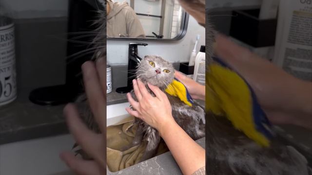 THE BEST HACK WHEN GROOMING YOUR CAT смотреть онлайн