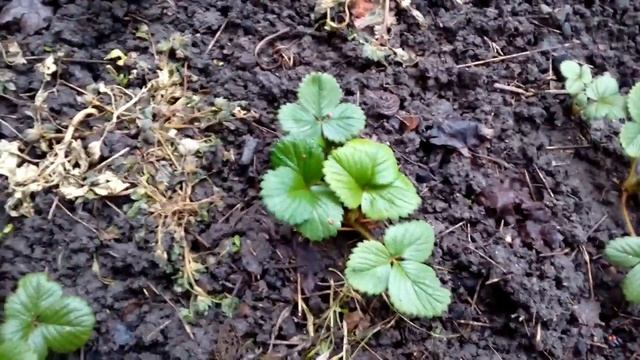 Клубника монтерей смотреть онлайн