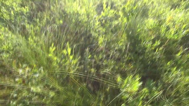 Грибов белых тьма!Домой не уйти)Собираем белые и подосиновики.Прямо в медвежье логово) смотреть онлайн