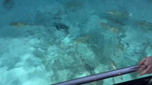 МАЛЬДИВЫ В МАЕ | плюсы, минусы, цены, акулы