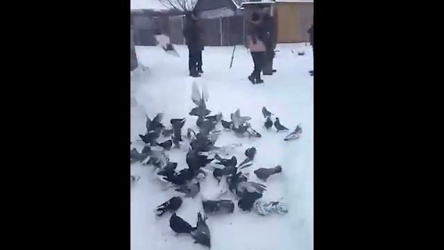 Николаевские голуби Сергея Родионова. (Прерванный разговор. Продолжение). Волгоград. Часть 142 смотреть онлайн