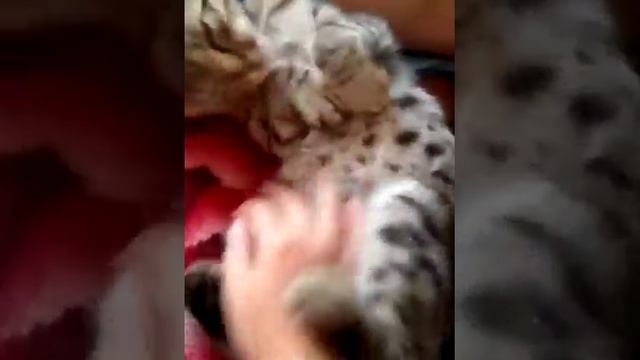 Я сплю не будить смотреть онлайн