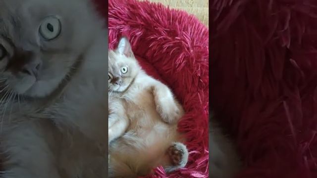 Котята американской традиционной Бурмы. смотреть онлайн