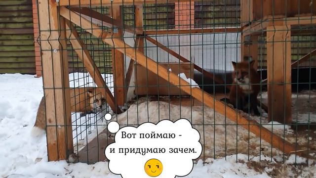 ЛИ СЯО. Алиса - Лиса. Кто за кем бегает вокруг вольера. смотреть онлайн