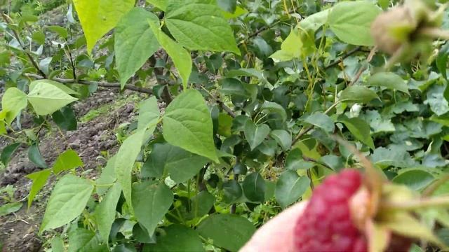 Ремонтантная малина " Самохвал". Ленинградская область. смотреть онлайн