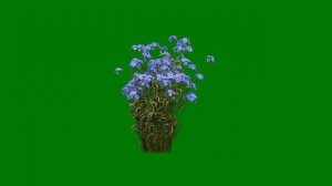 ФУТАЖ   (  ЦВЕТЫ  СЕНТЯБРИНКА  )   НА ЗЕЛЕНОМ ФОНЕ-ХРОМАКЕЙ