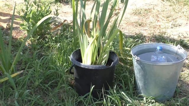 Ирис болотный смотреть онлайн