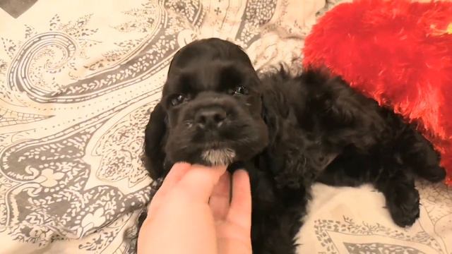 Мафия 😍🌺 смотреть онлайн