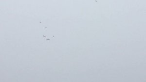 #Pigeons.Почему голубки падают на крыло и что делать.