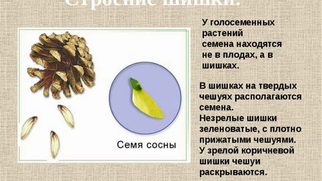 ГОЛОСЕМЕННЫЕ- ОТДЕЛ СЕМЕННЫХ РАСТЕНИЙ смотреть онлайн