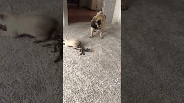 Делят игрушку