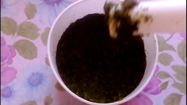 Приготовление гранулированного чая из иван-чая (2 часть) смотреть онлайн