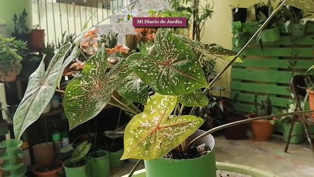 Caladium BICOLOR HIBRIDO cuidados y cultivos, mi diario de jardin смотреть онлайн