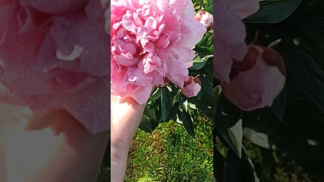 ОТЗЫВ ПИОН САРА БЕРНАР ЮНИК БИКОЛОР. Из коробки агрофирмы ПОИСК. смотреть онлайн