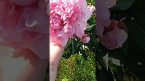 ОТЗЫВ ПИОН САРА БЕРНАР ЮНИК БИКОЛОР. Из коробки агрофирмы ПОИСК.