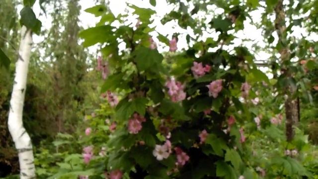 Рубус, малиноклён, малина душистая! Неприхотливая красота! смотреть онлайн