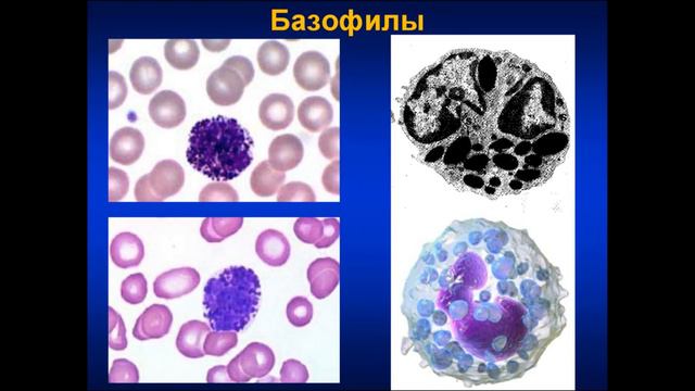 "БЕЛАЯ АРМИЯ" - РИТУАЛ УСИЛИВАЮЩИЙ ИММУНИТЕТ смотреть онлайн